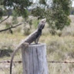 Meet your Posher, Buffalo